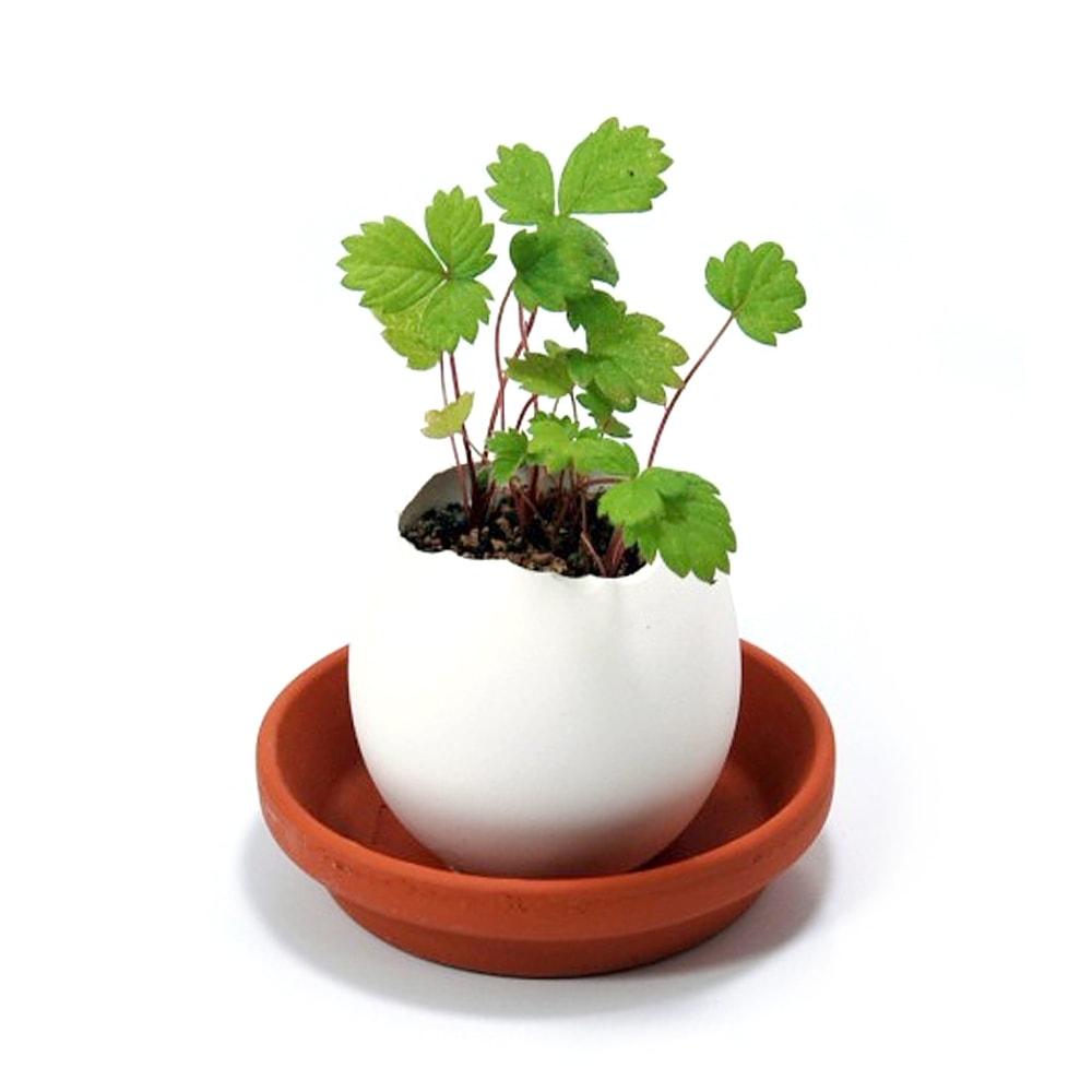 Eggling Walderdbeere Saatset im Ei