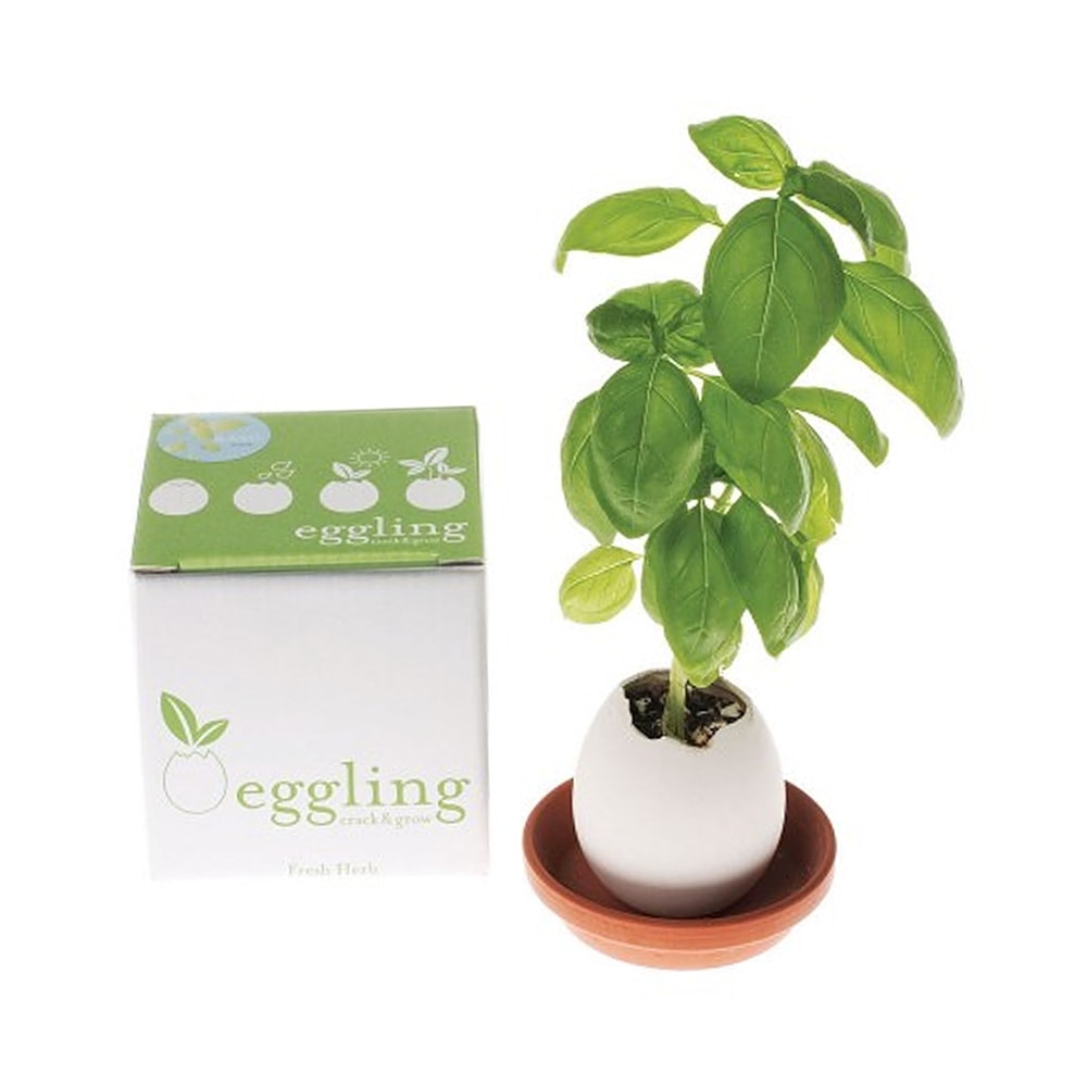 Eggling Saatset im Ei Basilikum