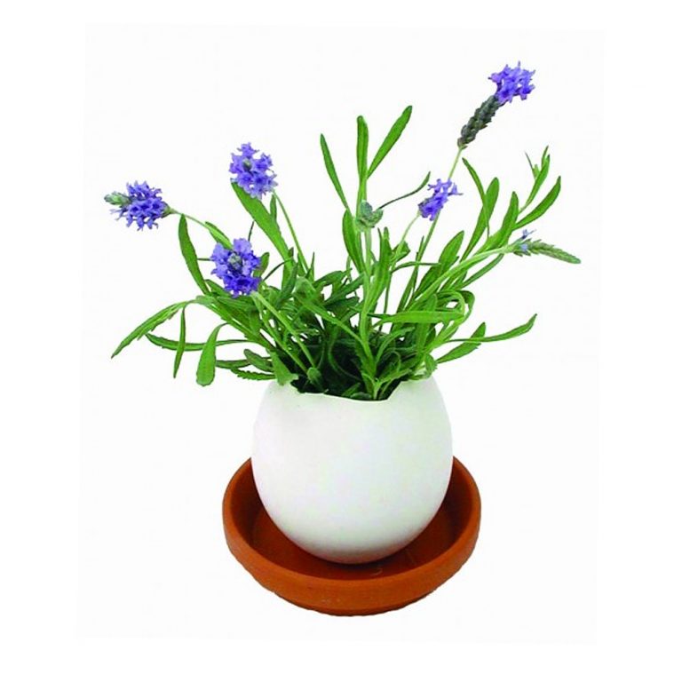 Eggling Saatset im Ei Lavendel