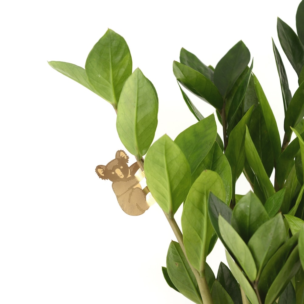 another-studio-plant-animal-koala-pflanzendeko another-studio-plant-animal-koala-pflanzendeko