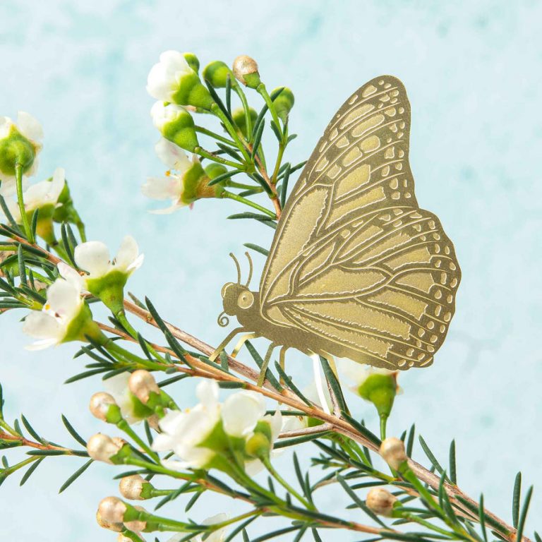 another-studio-plant-animal-schmetterling