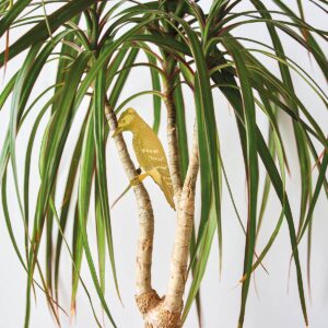 Plant Animal Specht aus Messing – nachhaltiger Pflanzenstecker & Geschenkidee von Another Studio